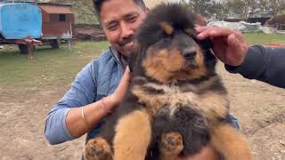 Dangerous Tibetan Mastiff dogs in Haldwani  Tibetan Mastiff puppies [upl. by Nydnarb]