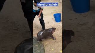 quotหมูเด้งquot โดนเพี๊ยะเดียว หูดุ๊กดิ๊ก หมูเด้ง ฮิปโป moodeng hippo babyhippo สวนสัตว์เขาเขียว [upl. by Enahpets]