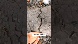 Fossil Cracked By Pebble Beach 🤯 [upl. by Lahcar637]