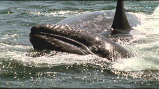 Ballenas asesinas  Discovery Channel Latinoamerica [upl. by Jamnis583]