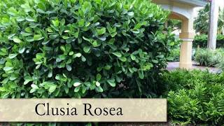 Selecting the best plants for Southwest Florida [upl. by Assiluy604]