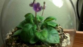 How to Grow Sinningia or Gesneria from seed [upl. by Bullard]