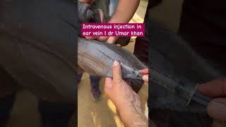 Intravenous injection in ear vein l dr Umar khan [upl. by Tolman437]