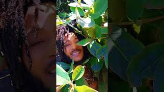 Dating Season Shenseea and EerrAgain conversation [upl. by Iggie]