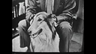 VINTAGE 1953 GAINES DOG FOOD COMMERCIAL  59 YEARS AFTER EATING GAINES MEAL HE IS IN DOGGY HEAVEN [upl. by Gluck736]