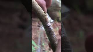 Easy and Fastest Rambutan Plant Grafting grafting garden gardening [upl. by Drusilla68]