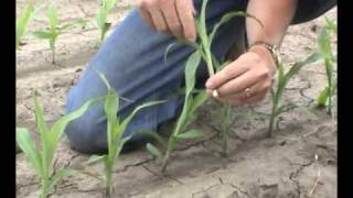 Field Corn Early Growth Stages Defined [upl. by Bathesda]