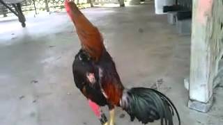 How to raise Meat Chickens [upl. by Aikel]