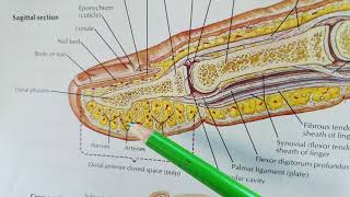 Pulp spaces of fingers infection of pulp spaces lec 2 [upl. by Marcellina408]