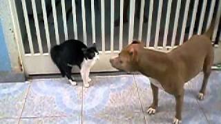 Isso que é briga pit bull contra gato [upl. by Noived]