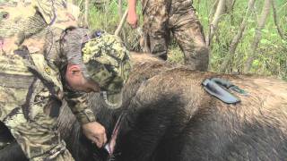 Scott Shultz Field Dresses Moose using Real Avid Viscera [upl. by Rajiv]