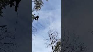 Wednesday 28th October 2020 Grizedale Forest Go Ape zip wires and tree top walks [upl. by Heck]