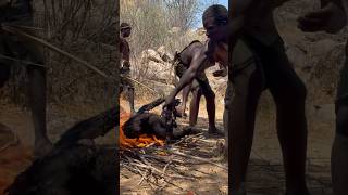 Cooking a giant baboonfoodbaboonAfricahadzabetribe [upl. by Ahsirtak]