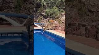 View from Villa Peña Blanca in Comares Spain [upl. by Dunham]