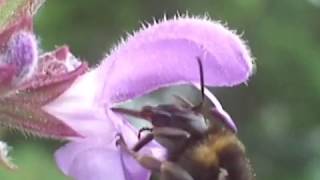 Staminal Lever Mechanism in Salvia L Lamiaceae [upl. by Avid]