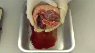 Pig Heart Dissection [upl. by Eldin]