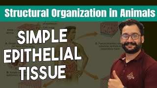 Simple epithelium Types of tissues and cells  Structural Organization in Animals  Class 11th [upl. by Mamie]