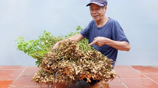 Brilliant Idea  How to Grow Peanuts at Home  Extremely Easy for Beginners [upl. by Leterg665]