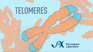 What are telomeres  Telomere animation [upl. by Enamrahs]