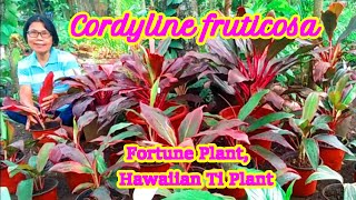 Cordyline fruticosaFortune plant Hawaiian TiHow to Care tips and Propagation [upl. by Chandos]