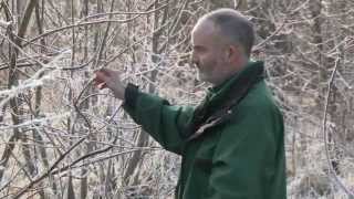 Chalara ash dieback  winter symptoms [upl. by Anorahs]