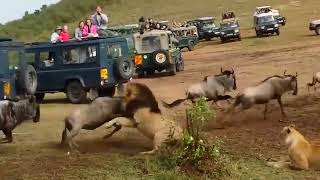 Top 5 Antelope that Can Take Down LIONS Lion vs Gemsbok Kudu Wildebeest Antelope Hartebeest [upl. by Eisenhart944]