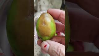 Karonda ambre ka Achar very tasty food pickle cooking shorts pls like share subscribe 🙏 [upl. by Eux]