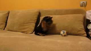 Funny Yorkshire Terrier puppy barking at toy ball [upl. by Beatrix]