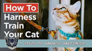 How To Harness Train Your Cat  In 5 Simple Steps [upl. by Chandra]