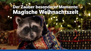 Der Zauber besonderer Momente  Magische Weihnachtszeit  Lidl lohnt sich [upl. by Malchus979]