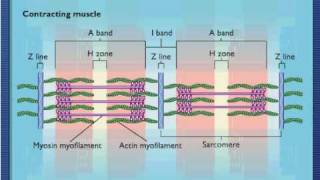 Sarcomere Contraction  Process Of Muscle Contraction With Myosin amp Actin [upl. by Anuahsat799]