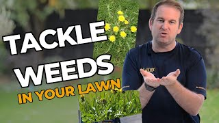 How to Tackle Weeds in Your Lawn 3 Proven Strategies for a WeedFree Lawn  Easy Way [upl. by Garratt836]