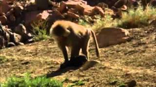 Baboons kidnap and raise feral dogs as pets [upl. by Diogenes]