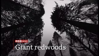 Giant redwoods World’s largest trees thriving in the UK  13March2024 [upl. by Netneuq148]