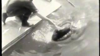 Footage of Moby Doll  One of the first ever killer whales in captivity [upl. by Agle]