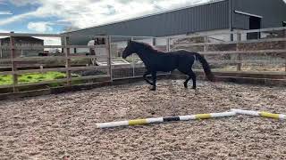 3yr old stallion Ublesco Darco  Quaprice [upl. by Hughmanick]