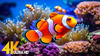 Aquarium 4K VIDEO ULTRA HD  Beautiful Coral Reef Fish  Sleep Relaxing Meditation Music [upl. by Ynnoj]