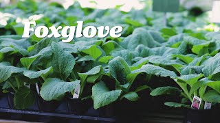 All About Foxglove Planting Seasons Care and more [upl. by Kelci]