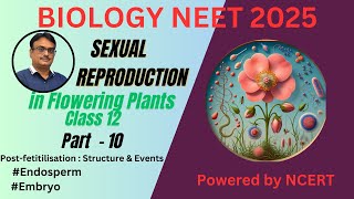 NCERT Class 12  Endosperm and embryo  Post  fertilization  Structure amp Development [upl. by Sailesh]