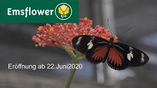 Emsflower Emsbüren 2020 [upl. by Silohcin]