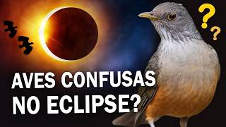 Como as AVES REAGEM durante um ECLIPSE SOLAR Ornitólogo Responde 22 [upl. by Erasmus]