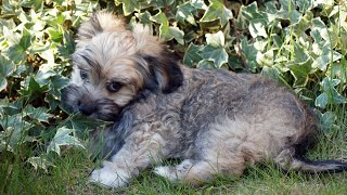 Havanese Puppy Potty Training Techniques and Challenges [upl. by Arick]