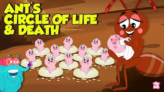 What is an Ant Mill  The Life and Death Cycle of An Ant  Learn all About Ants  Dr Binocs Show [upl. by Yznil]