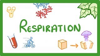 GCSE Biology  Respiration 21 [upl. by Ifen]