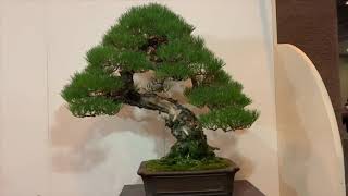 Kokufu Bonsai Exhibition 2019  Gak Bonsai [upl. by Norha]