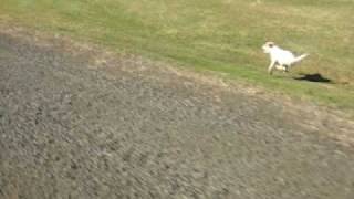 Parson Russell Terrier running at 40 km [upl. by Ninnetta]