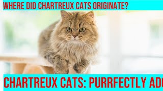 Explore the Fascinating History of Chartreux Cats [upl. by Kauffmann]