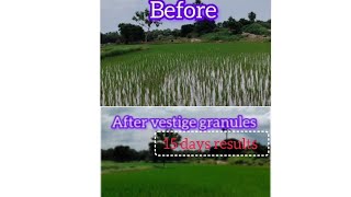 agriculturefarming paddy agri humic granules results good days followme growth [upl. by Sanoy936]