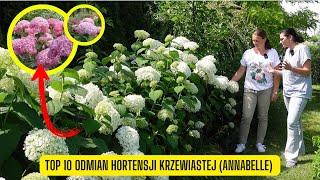 Top 10 hortensji krzewiastej  drzewiastej Uprawa wymagania i najładniejsze odmiany Annabelle [upl. by Tsan880]