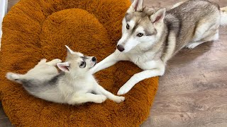 Husky Adopted the Puppies as Her Own Puppy Kindergarten [upl. by Siberson]